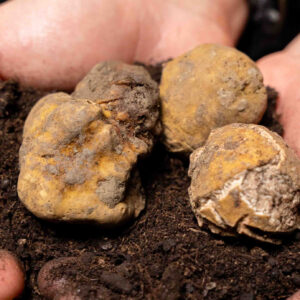 2ª Scelta Tartufo Bianco