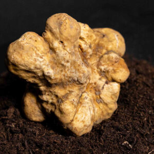 Tartufo Bianco Extra Size